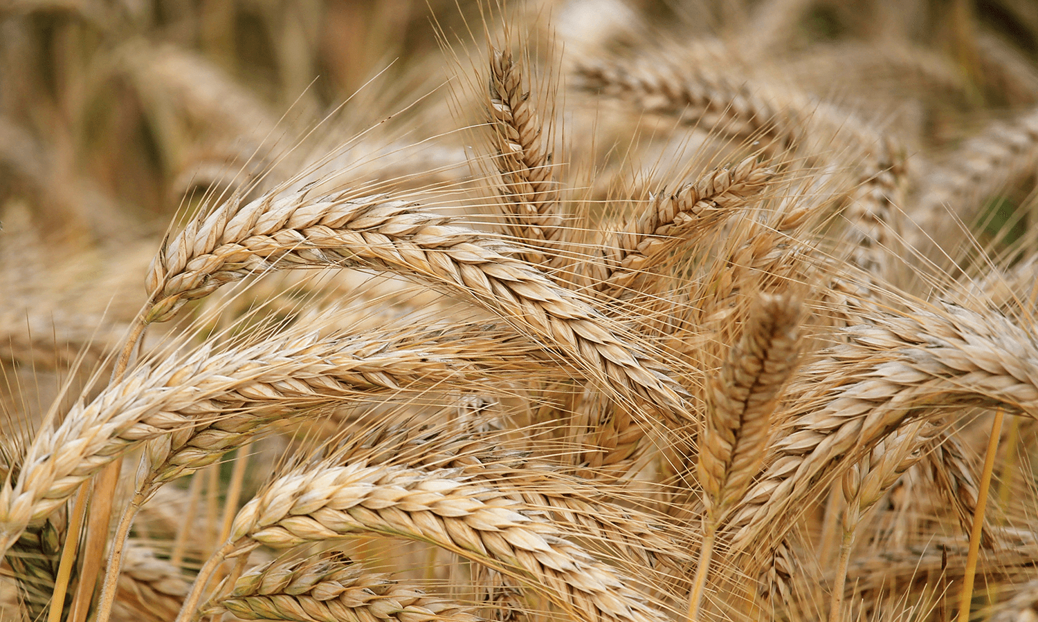 Which of the following picture best describes “barley” ?  