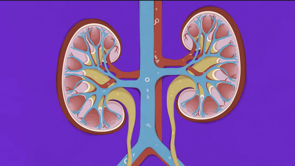 How do kidney transplants work