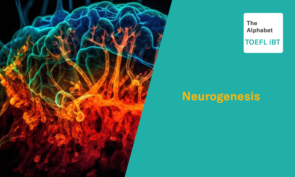 Uncovering the Role of Neurogenesis in Adult Human Cognition